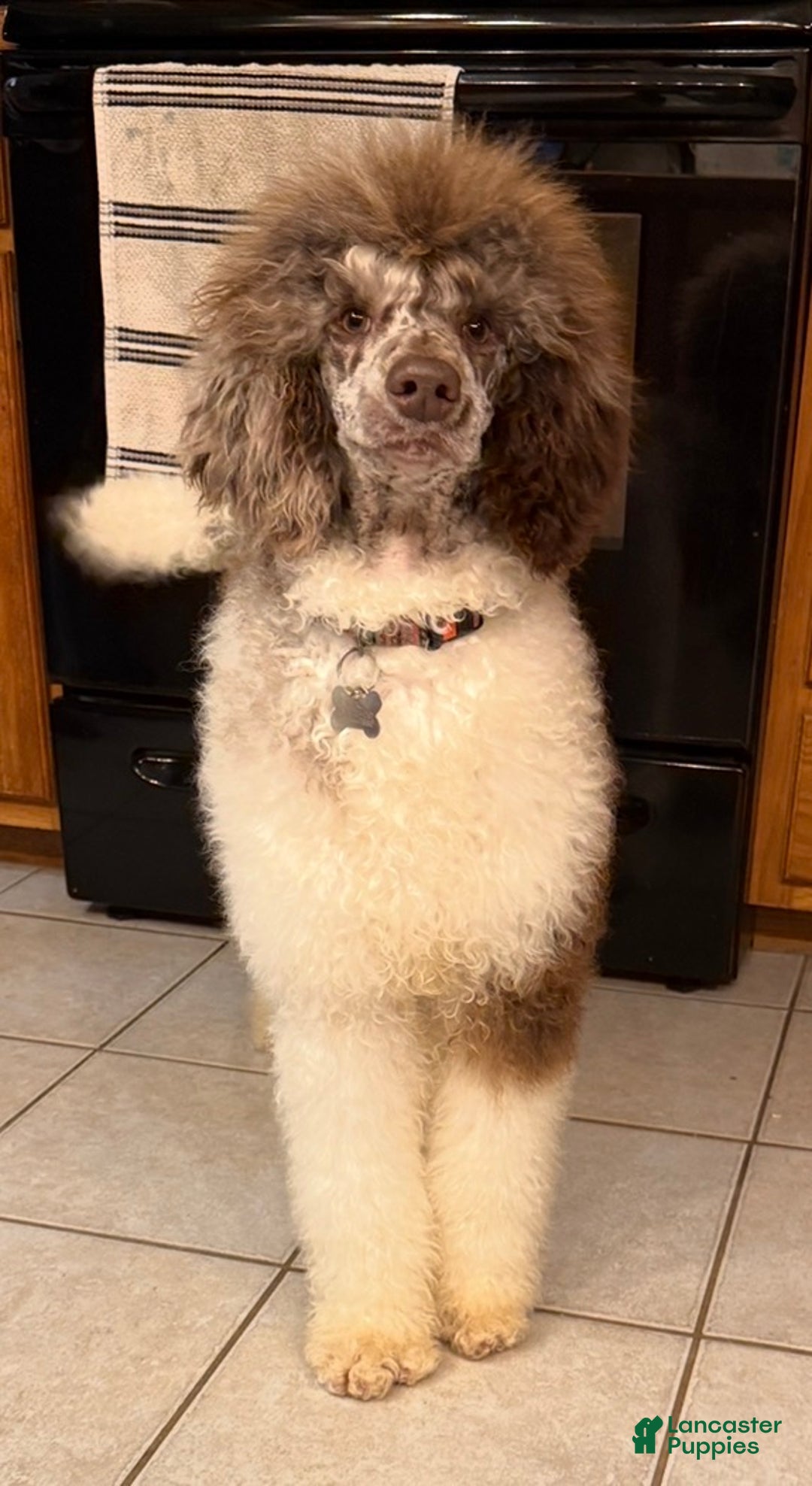Standard Poodle dogs for sale: Whiskey AKC - Ad 4