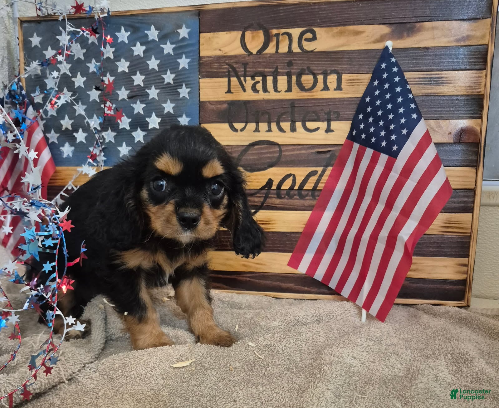 Cavalier King Charles Spaniel dogs Sweet Pea - Ad 2