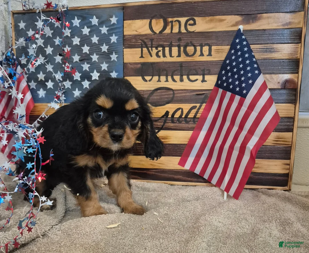 Cavalier King Charles Spaniel dogs for sale: Sweet Pea - Ad 2