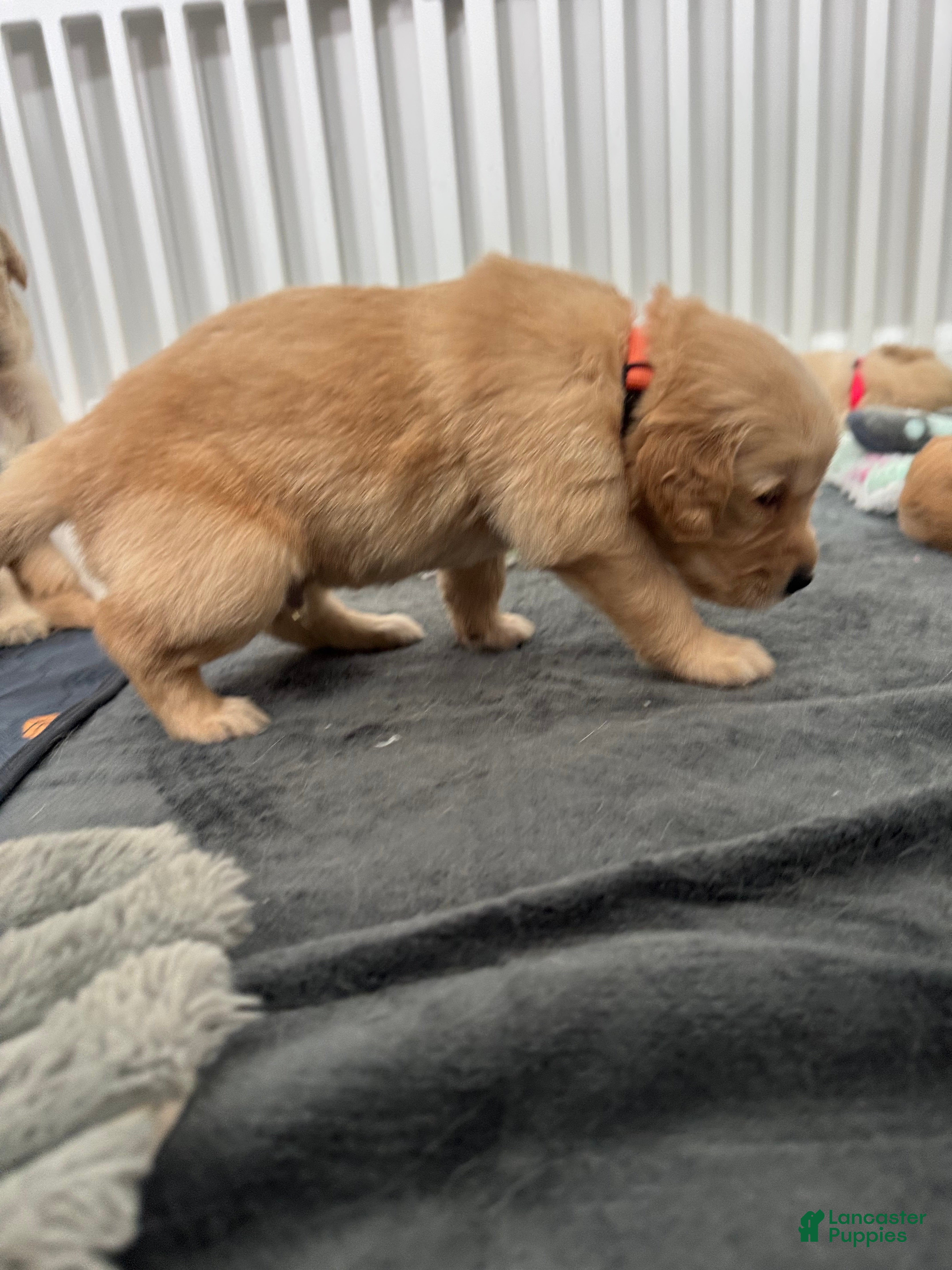 Golden Retriever dogs for sale: Austin - Ad 2