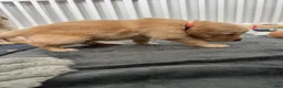 Golden Retriever dogs for sale: Austin - Ad 2