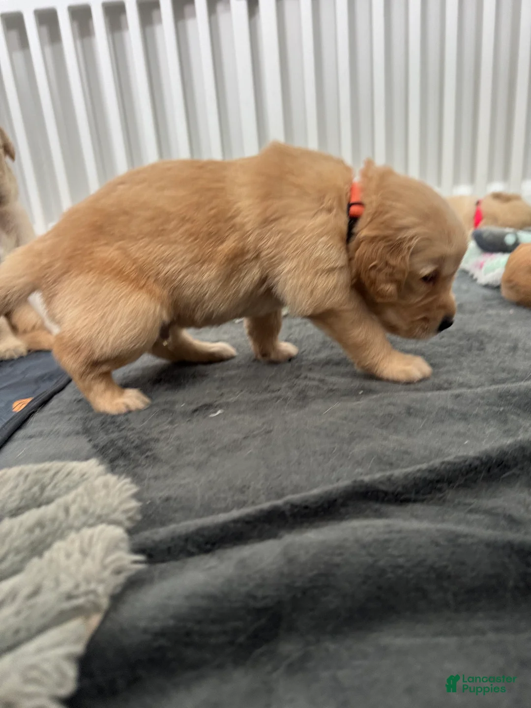 Golden Retriever dogs for sale: Austin - Ad 2