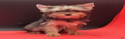 Yorkshire Terrier dogs for sale: Yorkshire Terrier 1 - Ad 1
