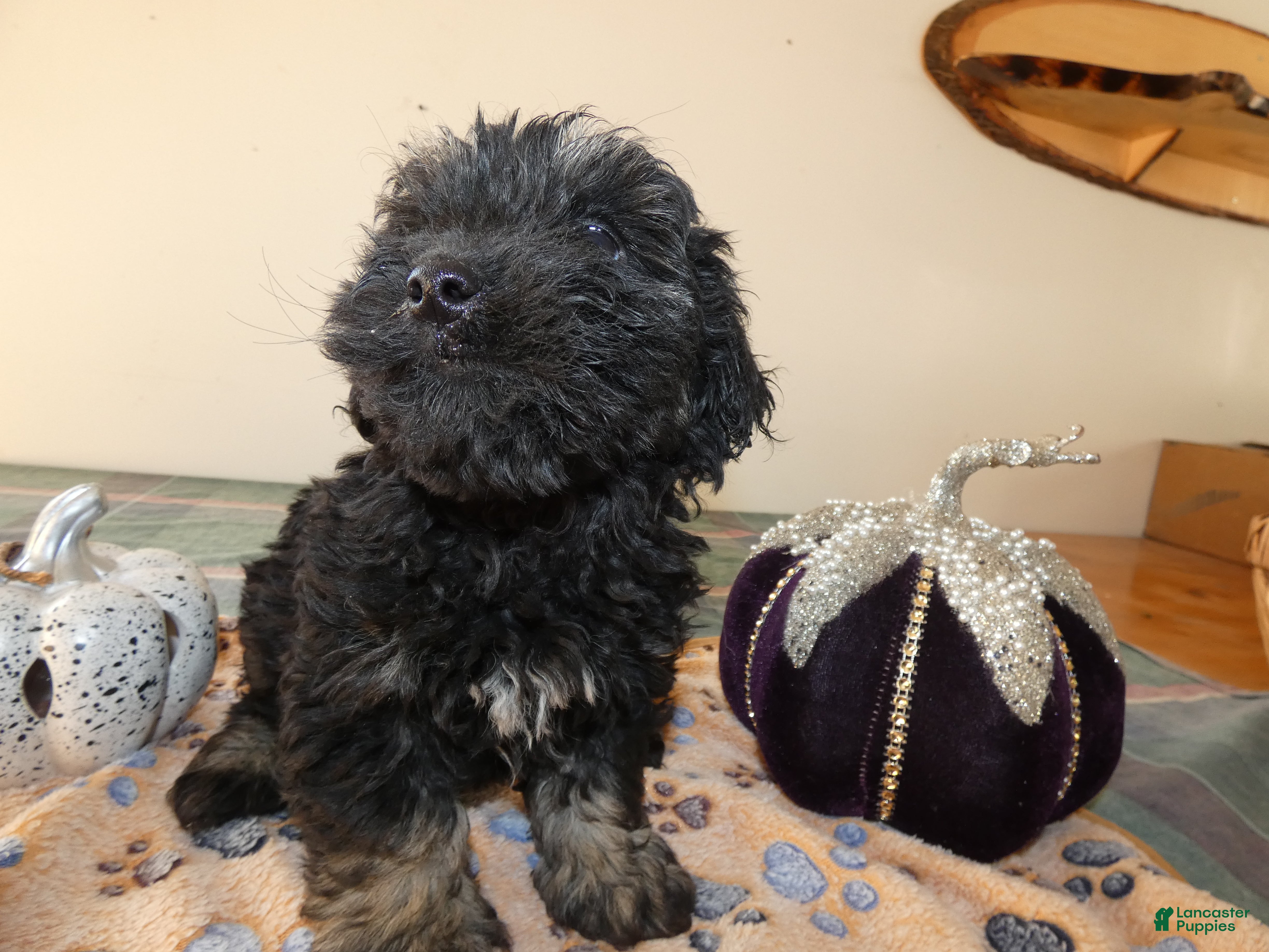 Yorkiepoo (Yorkiepoo, Male) in Lansing, MI