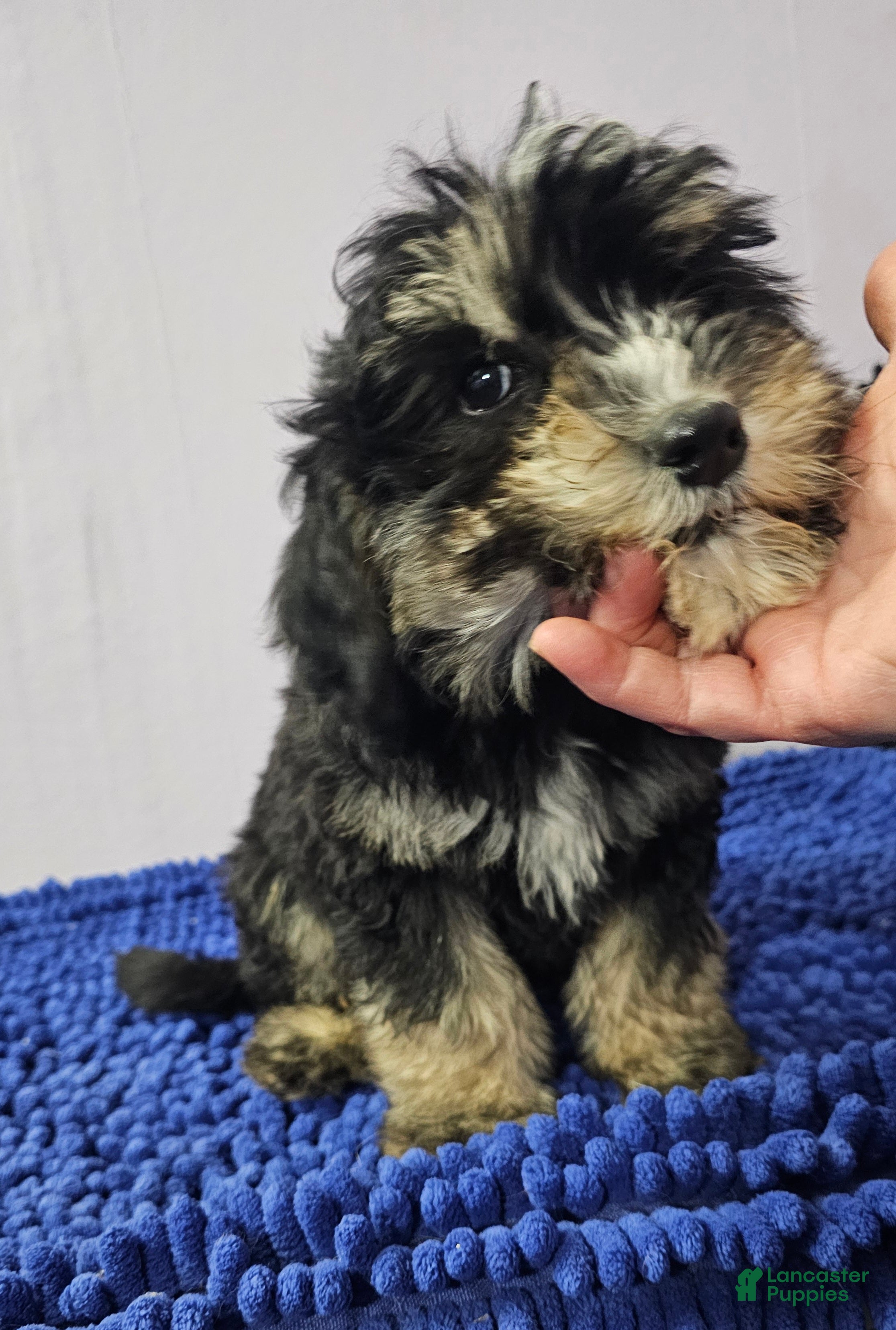 Sheepadoodle dogs Black and tan boy Sheepadoodle  - Ad 16