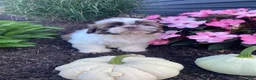 Shih Tzu dogs for sale: Ivy - Ad 8