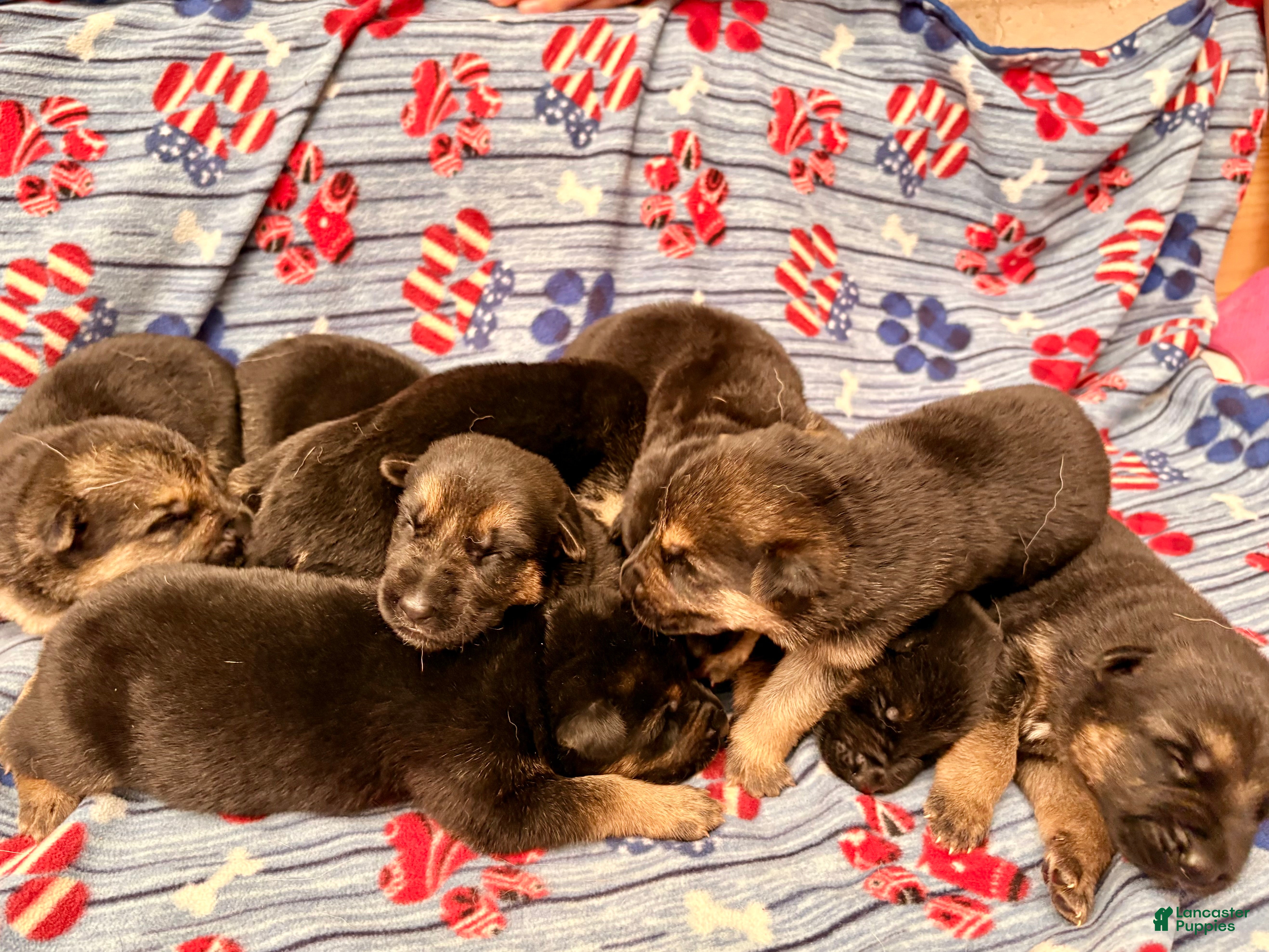 German Shepherd dogs German Shepherd 7 - Ad 1