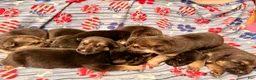 German Shepherd dogs for sale: German Shepherd 7 - Ad 1