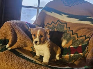 Mixed Breed dogs Shawn - Ad 27