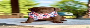 Labrador Retriever 5