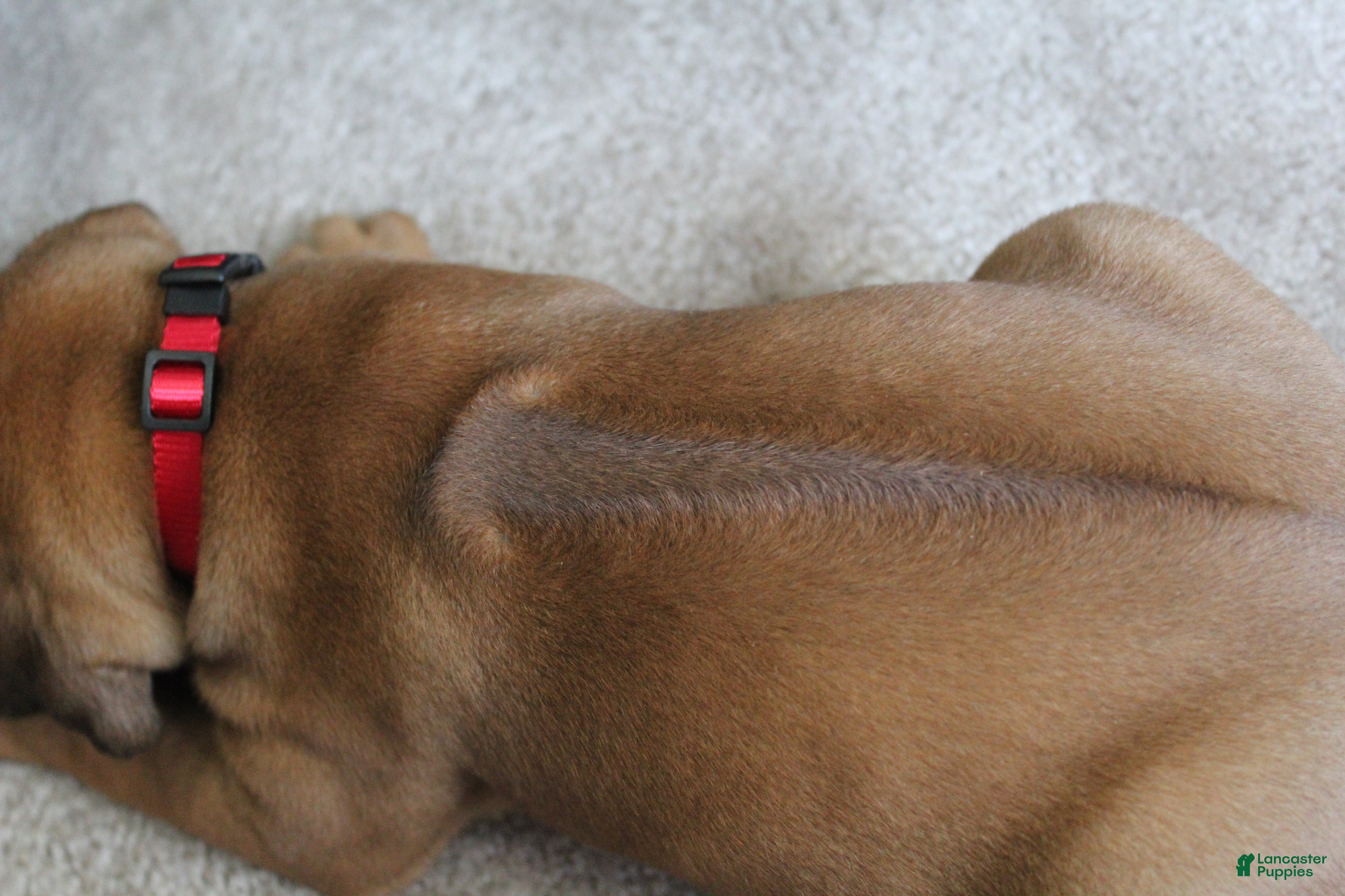 Rhodesian Ridgeback dogs Molly - Ad 2