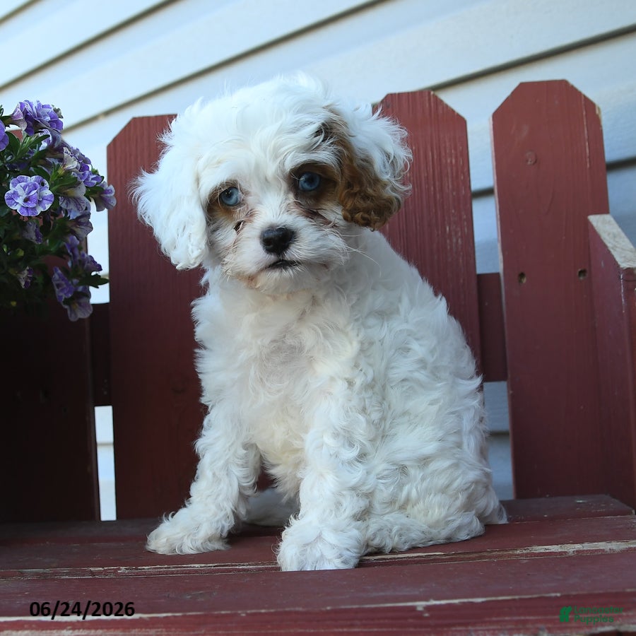 Cavapoo dogs Cutie - Ad 1