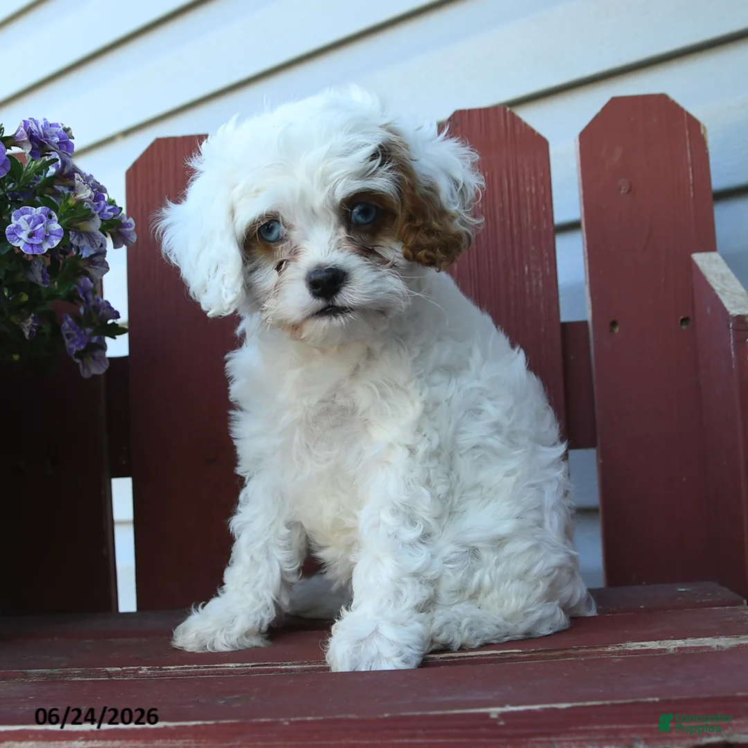 Cavapoo dogs for sale: Cutie - Ad 1
