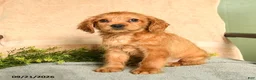 Mixed Breed dogs for sale: Miller - Ad 1