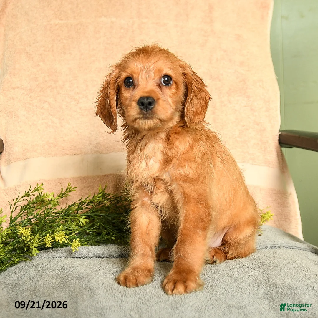 Mixed Breed dogs for sale: Miller - Ad 1