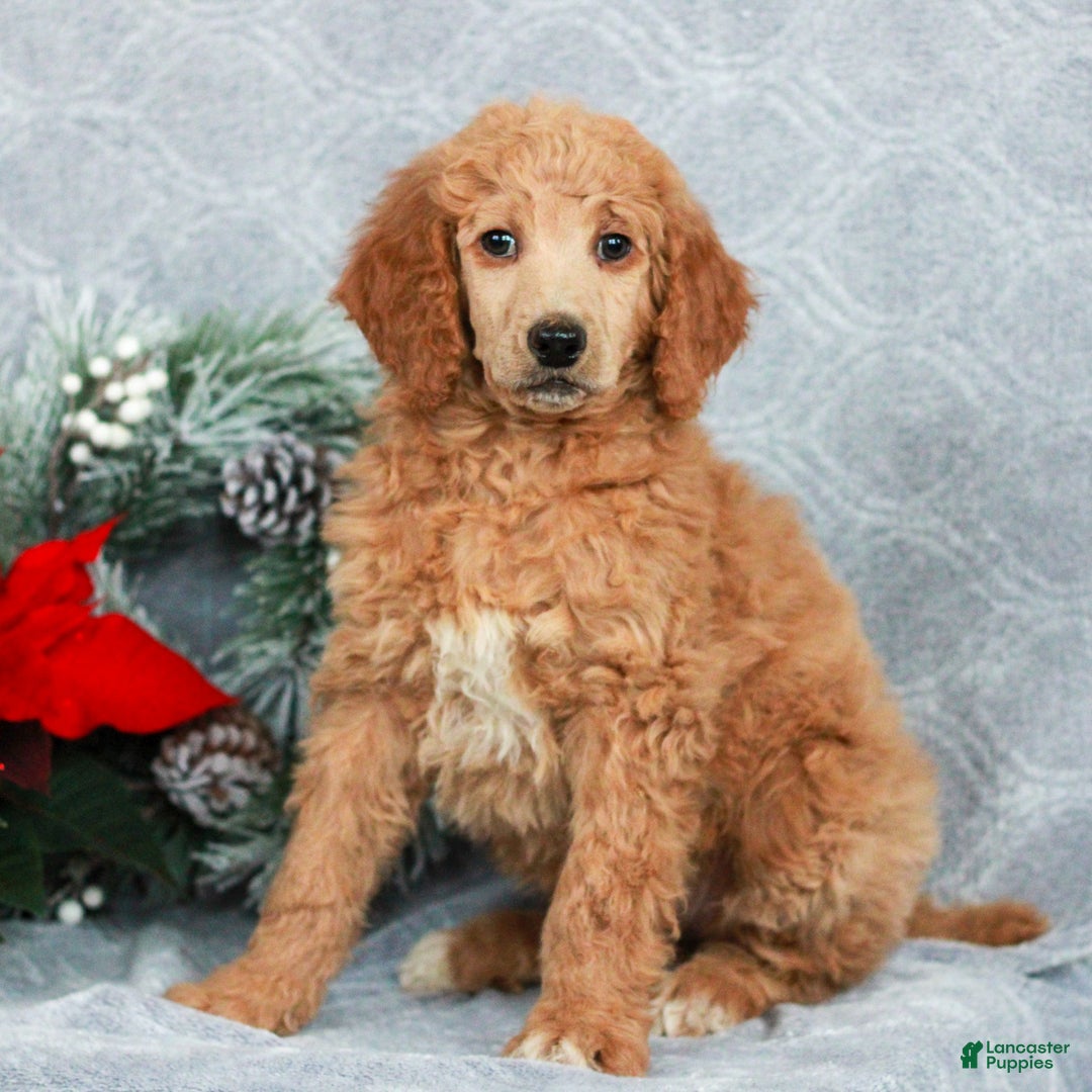 Standard Poodle dogs for sale: Penny - Ad 2