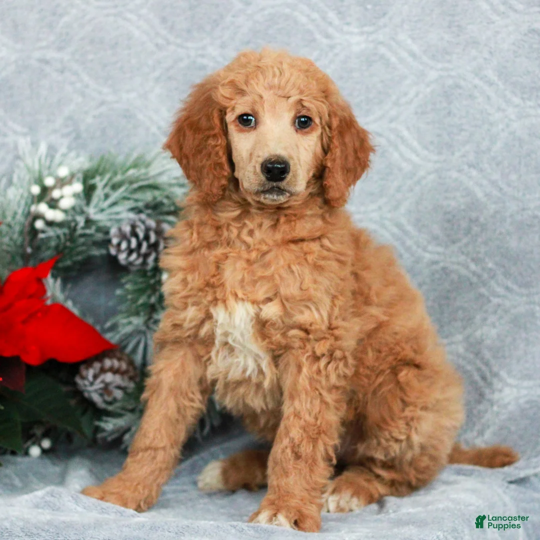 Standard Poodle dogs for sale: Penny - Ad 2