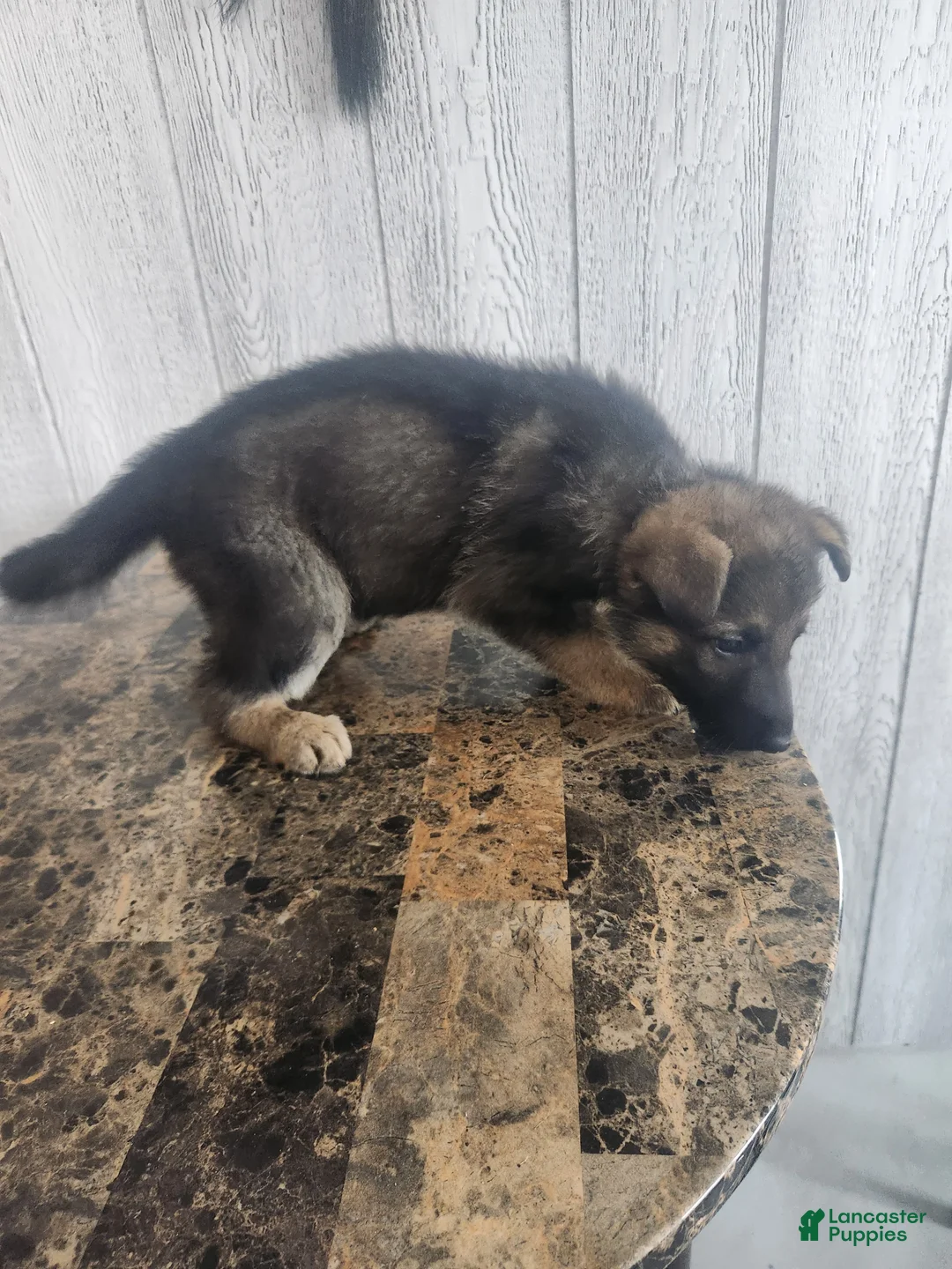 German Shepherd dogs for sale: Luna - Ad 2