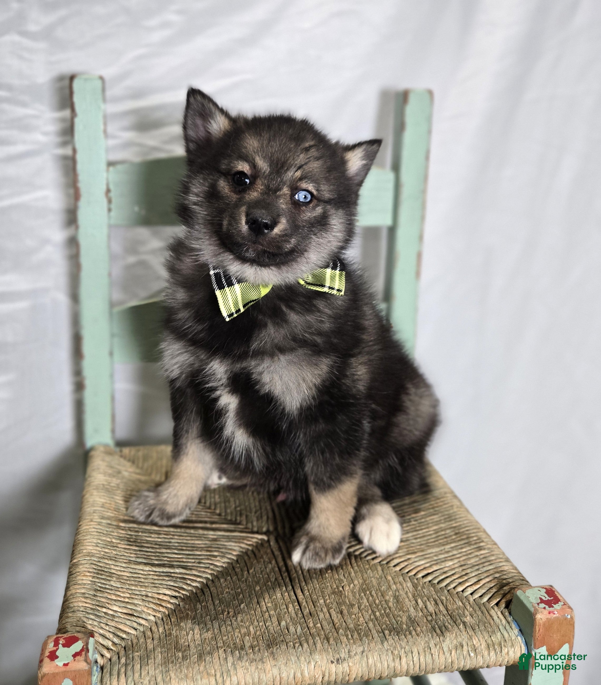 Pomsky dogs Steward - Ad 2