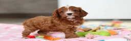 Cavapoo dogs for sale: Roxy  - Ad 6
