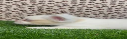 French Bulldog dogs for sale: Apollo  - Ad 2
