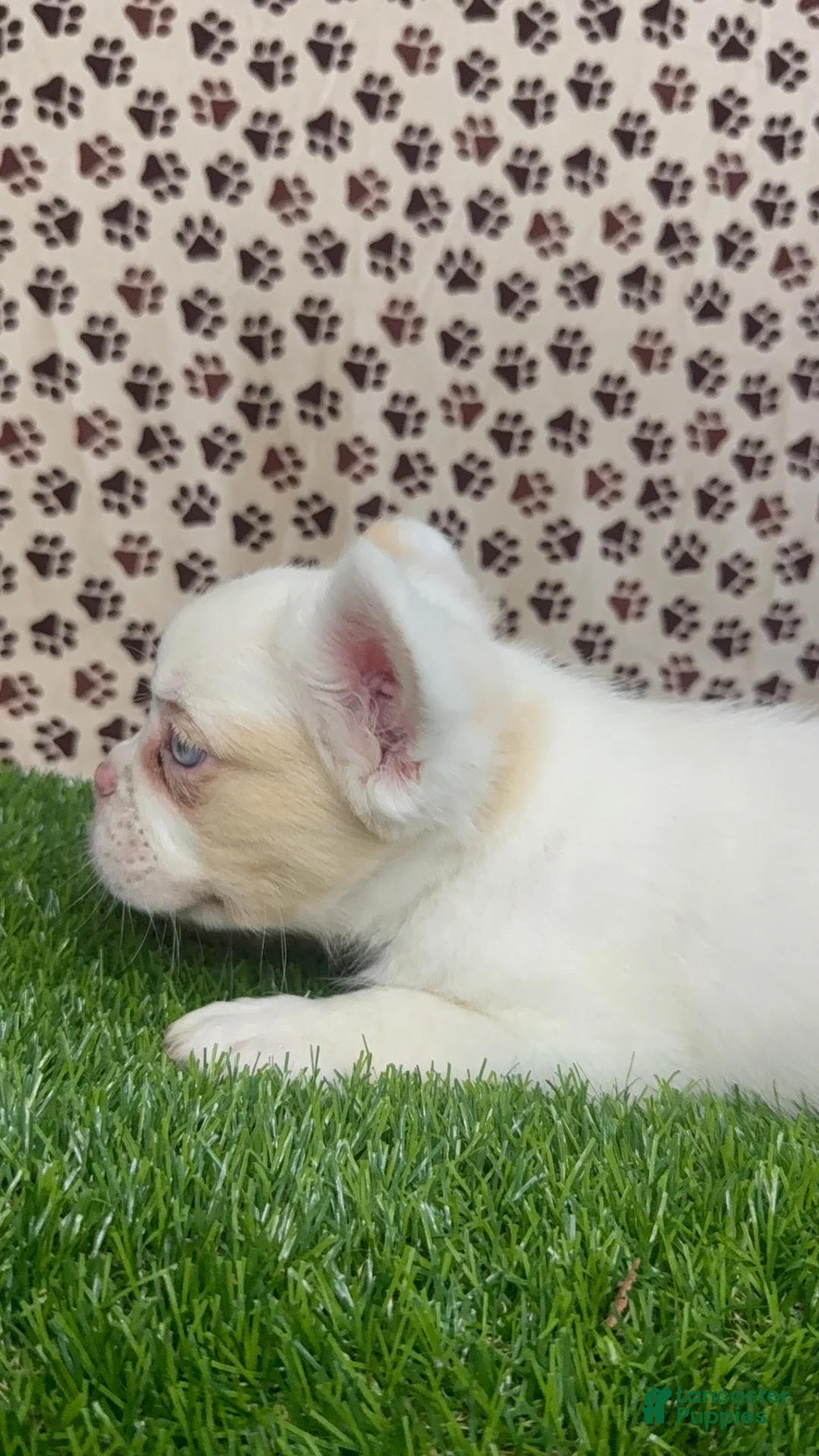 French Bulldog dogs for sale: Apollo  - Ad 2