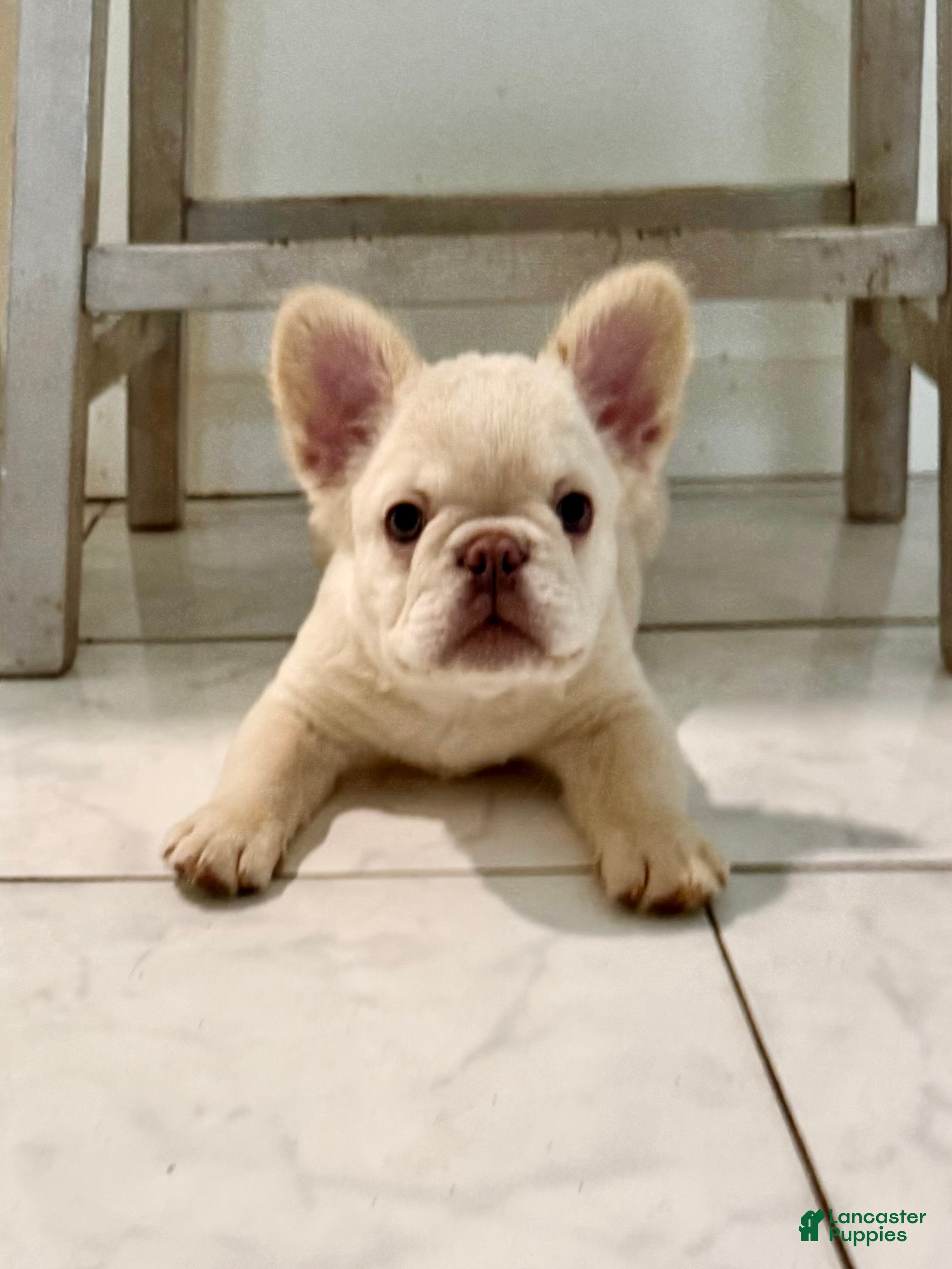 French Bulldog dogs Fluffy male - Ad 9