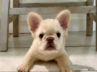 French Bulldog dogs Fluffy male - Ad 9