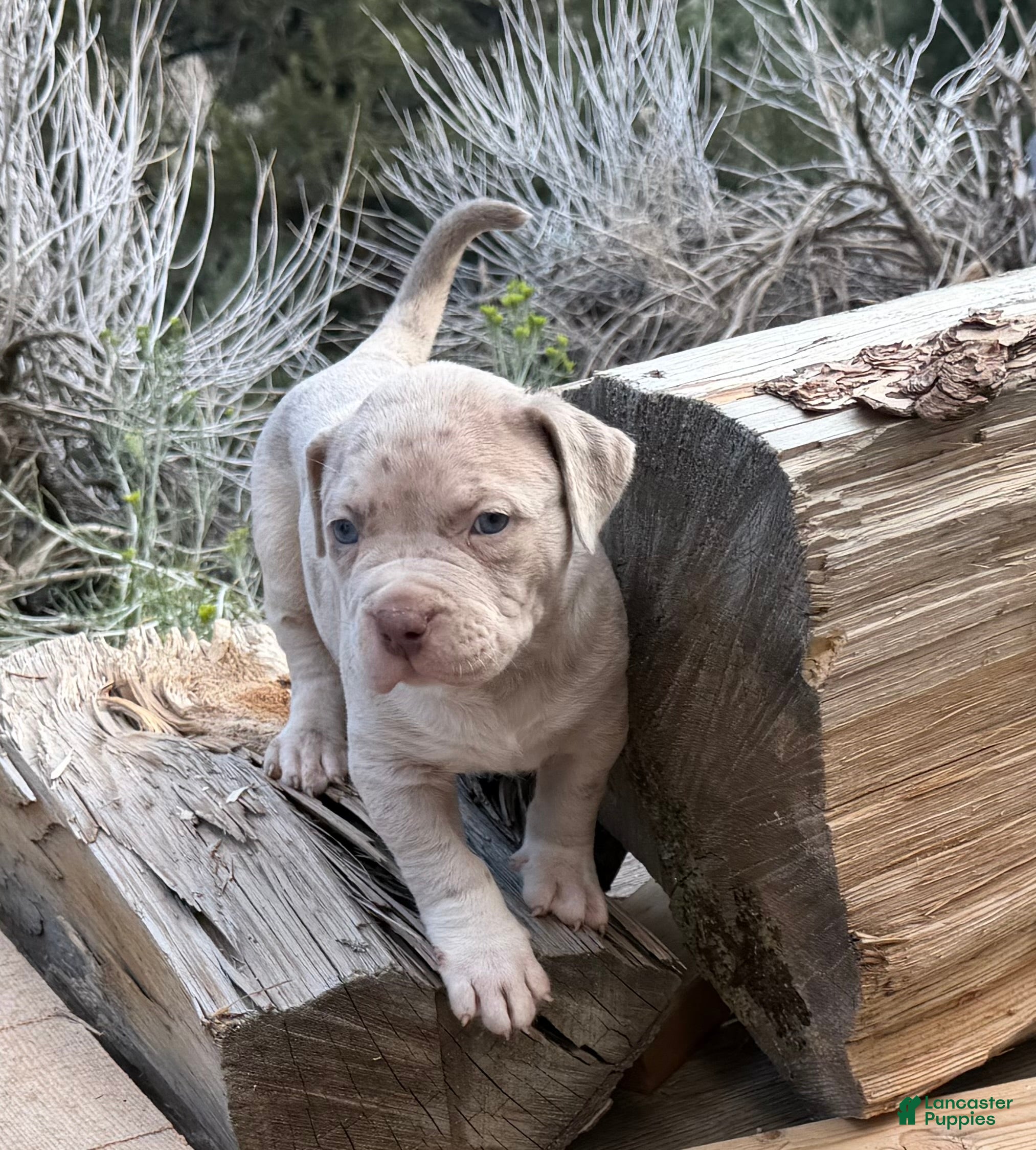 American Bully dogs Duke - Ad 1
