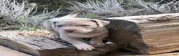 American Bully dogs for sale: Duke - Ad 1
