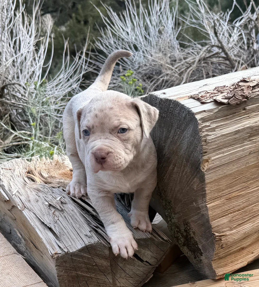 American Bully dogs for sale: Duke - Ad 1