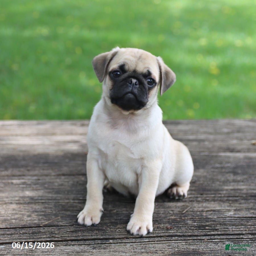 Pug dogs Lucky - Ad 2