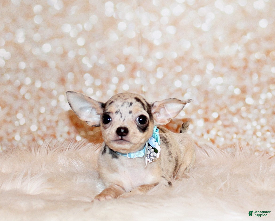 Chihuahua dogs Demi - Ad 2
