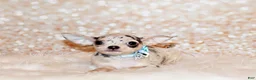 Chihuahua dogs for sale: Demi - Ad 2