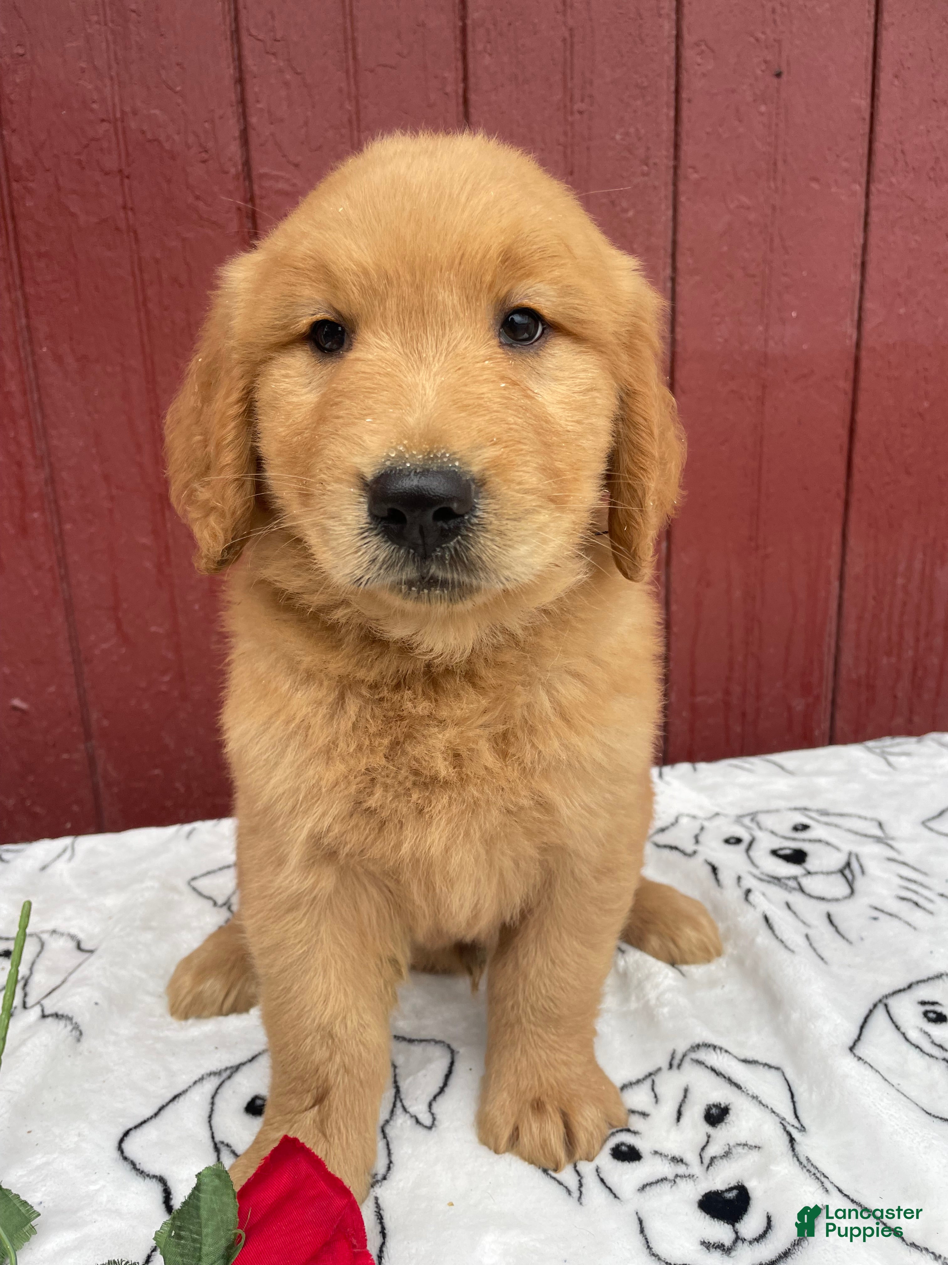 Golden Retriever dogs Shadow - Ad 2