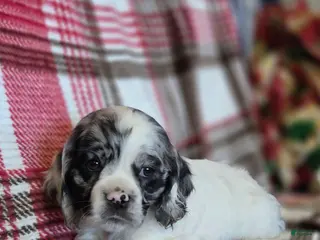 Mixed Breed dogs for sale: Alaska - Ad 3