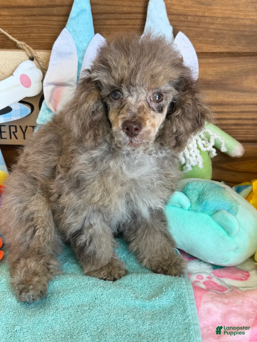 Miniature Poodle dogs for sale: Snickers - Ad 5