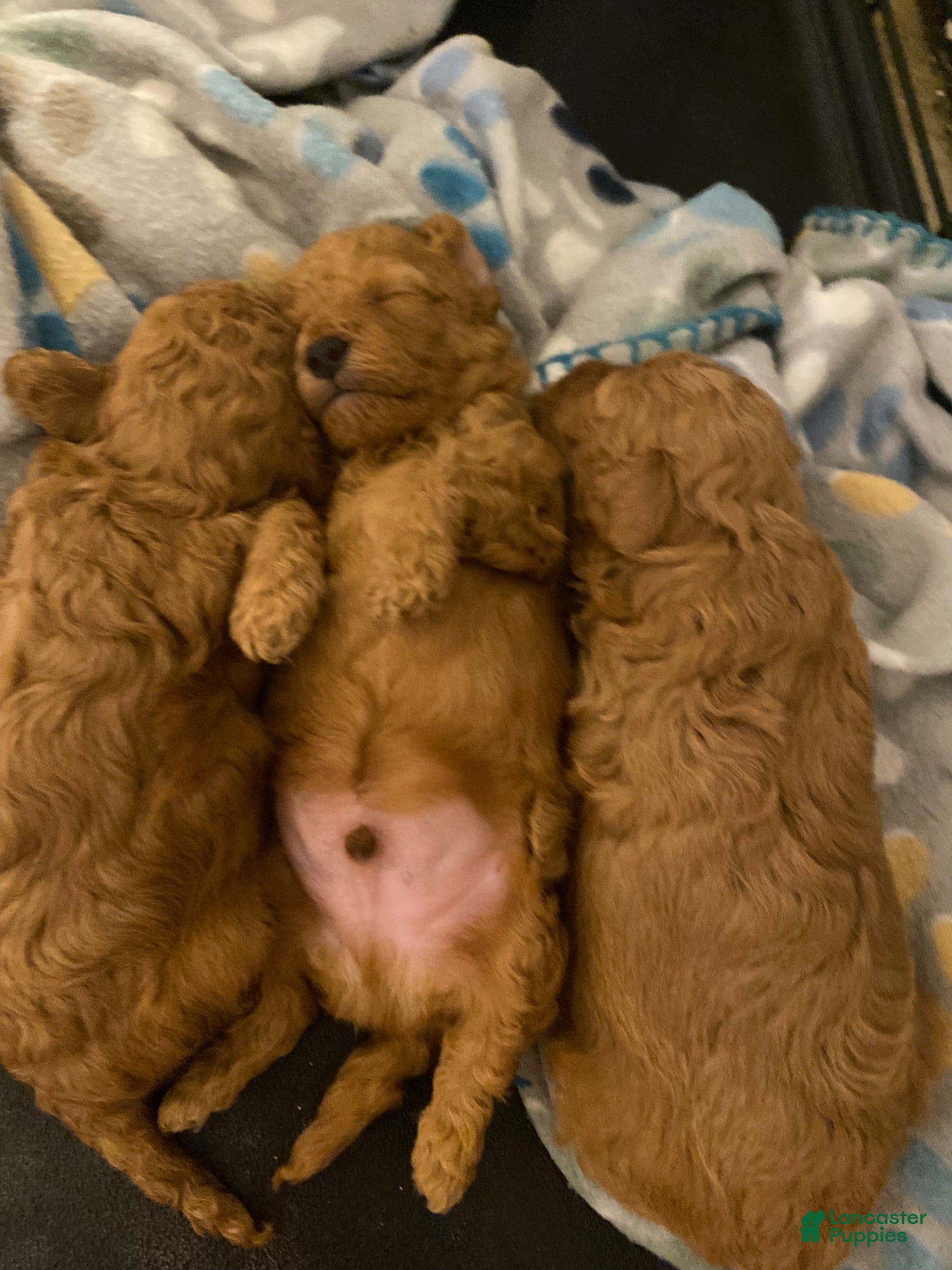 Toy Poodle dogs Toy Poodle 2 - Ad 18