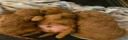 Toy Poodle dogs for sale: Toy Poodle 2 - Ad 1