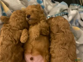 Toy Poodle dogs Toy Poodle 2 - Ad 18
