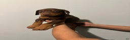 Doberman Pinscher dogs for sale: Doberman Pinscher Puppy 1 - Ad 2