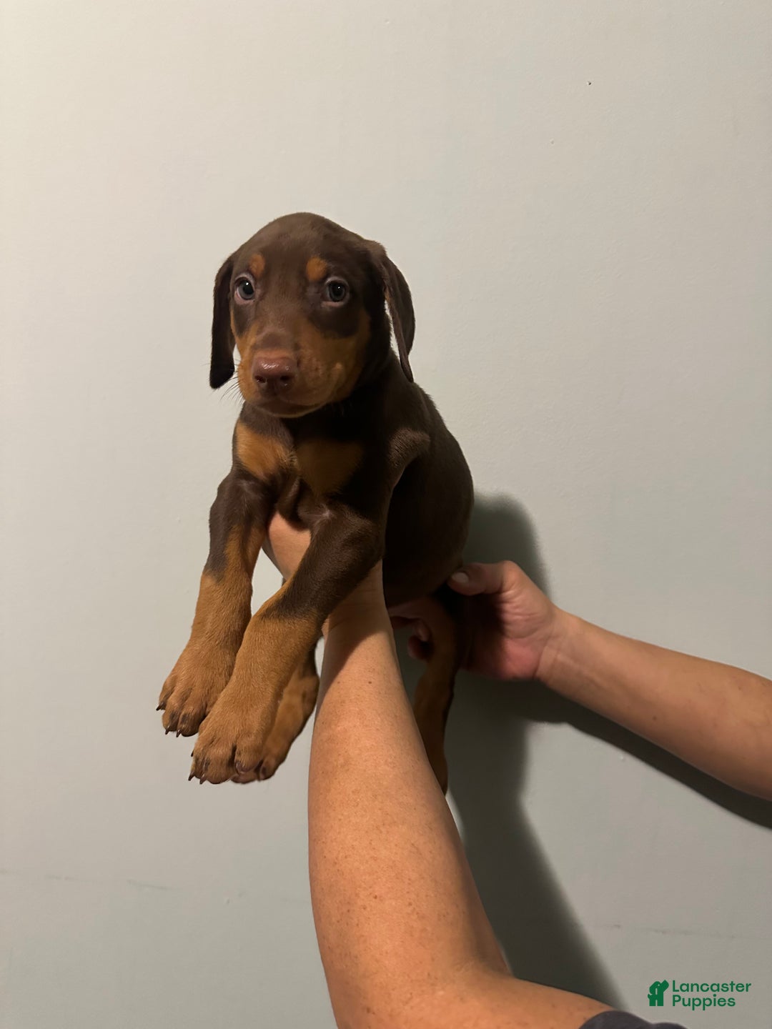 Doberman Pinscher dogs for sale: Doberman Pinscher Puppy 1 - Ad 2