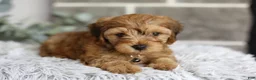 Yorkiepoo dogs for sale: Reggie - Ad 3