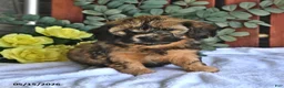 Shihpoo dogs for sale: Cassie    - Ad 3