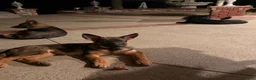 German Shepherd dogs for sale: Rose - Ad 9