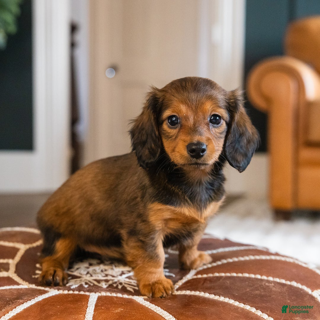Dachshund dogs for sale: Honey - CHRISTMAS PUPPY! - Ad 5