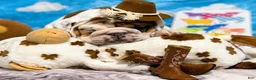 English Bulldog dogs for sale: Bullseye - Ad 5
