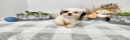 Teddy Bear dogs for sale: Curtis - Ad 13