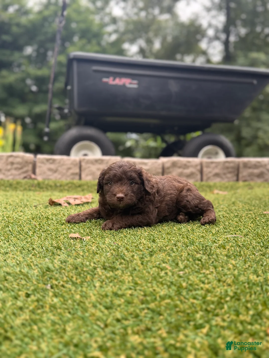 Aussiedoodle dogs for sale: Rusty - Ad 1