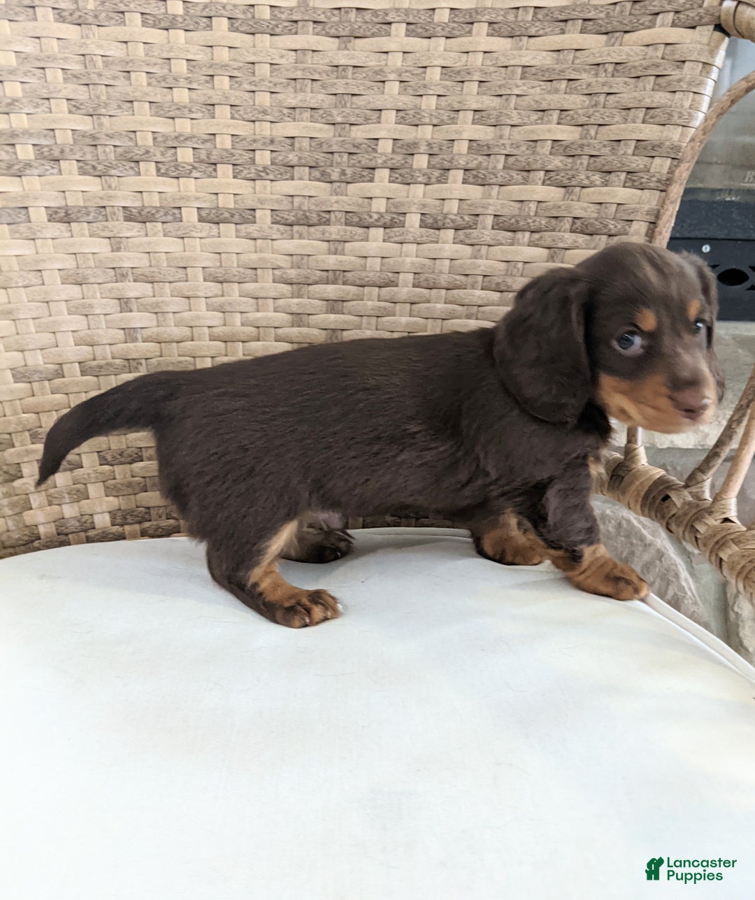 Miniature Dachshund dogs for sale: Coco - Ad 13